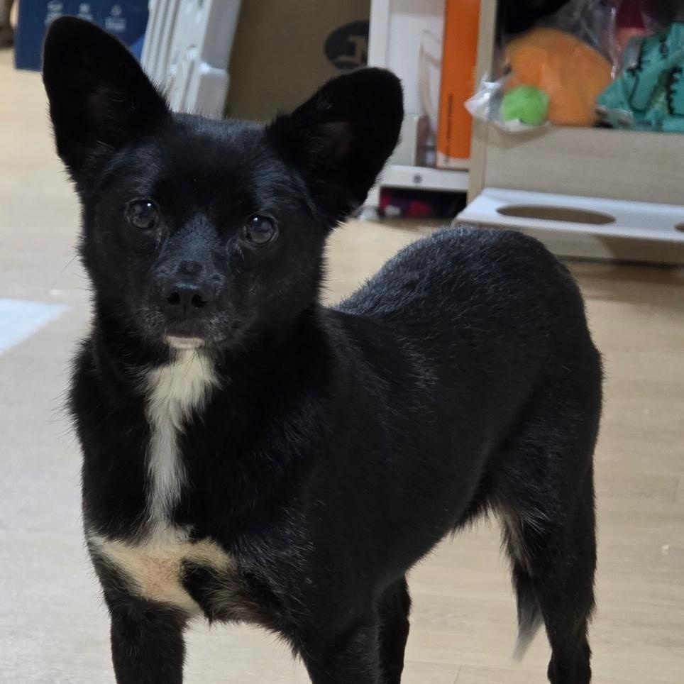 Enlarge Suzy, a ADOPTABLE mixed breed in Manchester , NH image 2/6