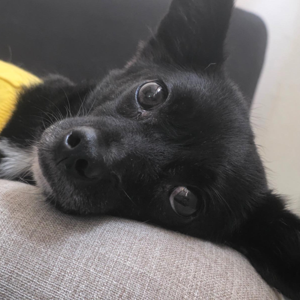 Enlarge Suzy, a ADOPTABLE mixed breed in Manchester , NH image 5/6