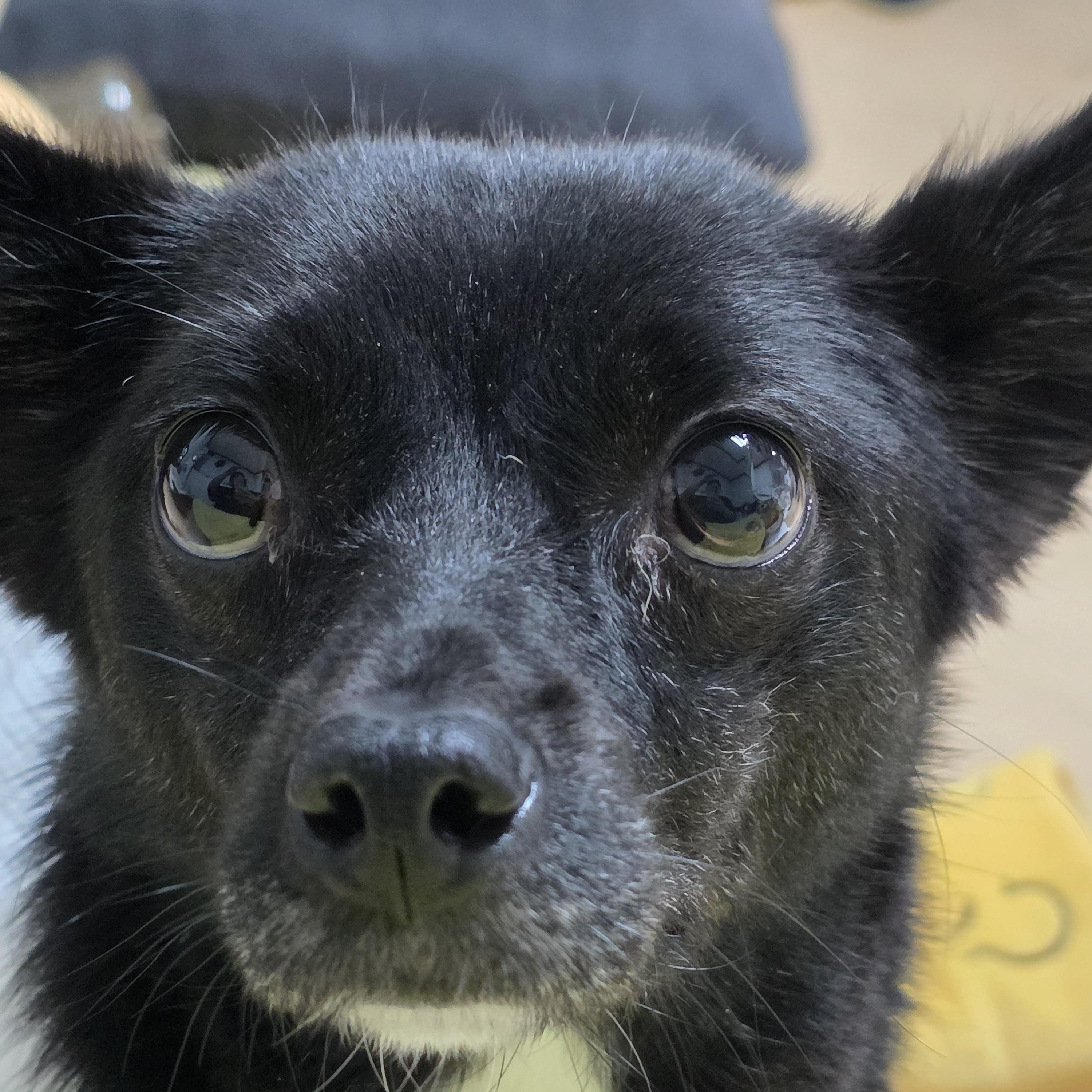 Enlarge Suzy, a ADOPTABLE mixed breed in Manchester , NH image 6/6