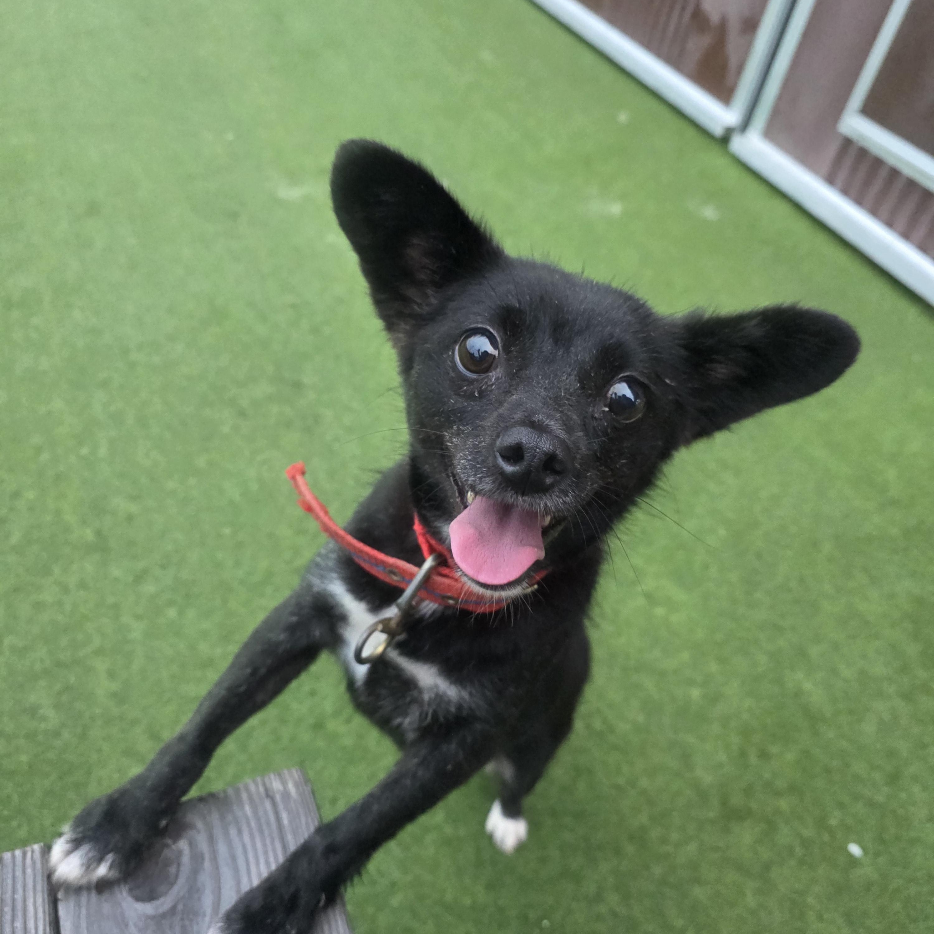 Suzy, ADOPTABLE, Young Female Jindo & Chihuahua.