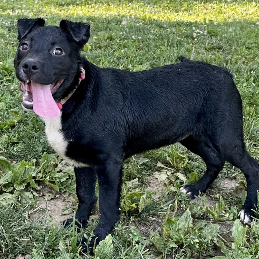 Pepper, Adoptable, Puppy Female Black Labrador Retriever & Mixed Breed.