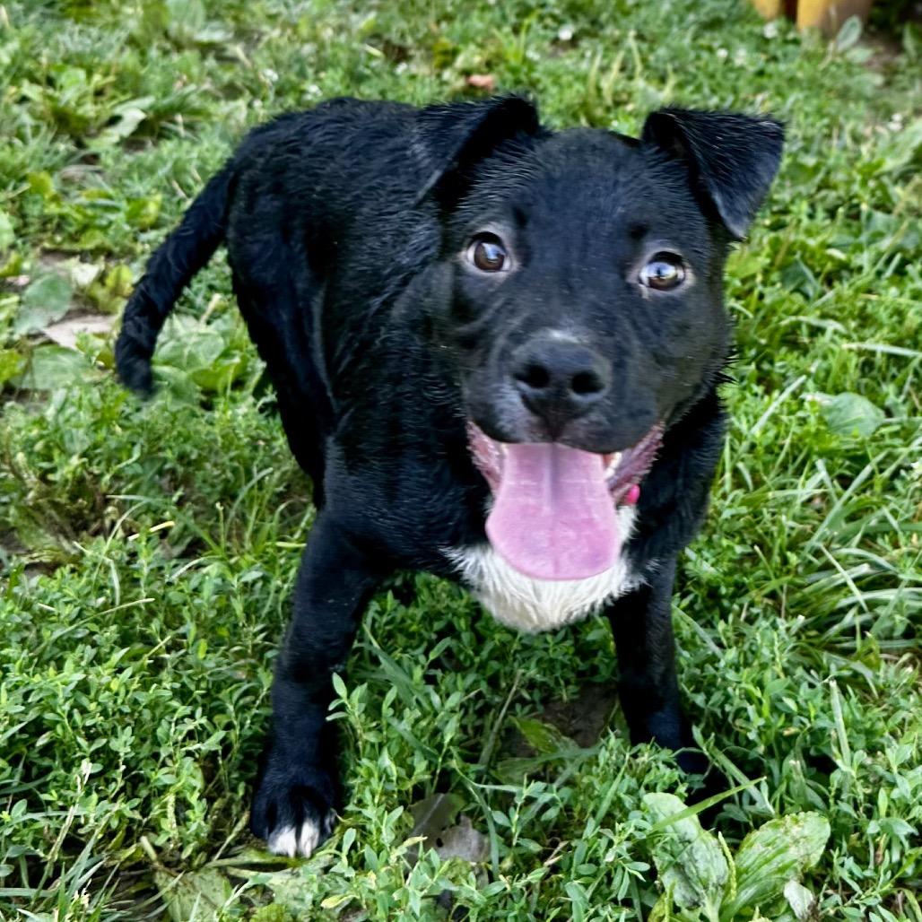 Enlarge Pepper, a Adoptable mixed breed in Warrensburg, MO image 2/4