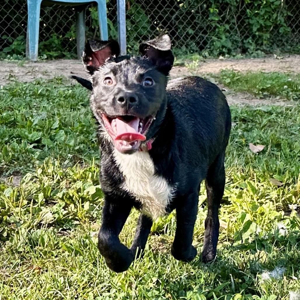 Enlarge Pepper, a Adoptable mixed breed in Warrensburg, MO image 3/4
