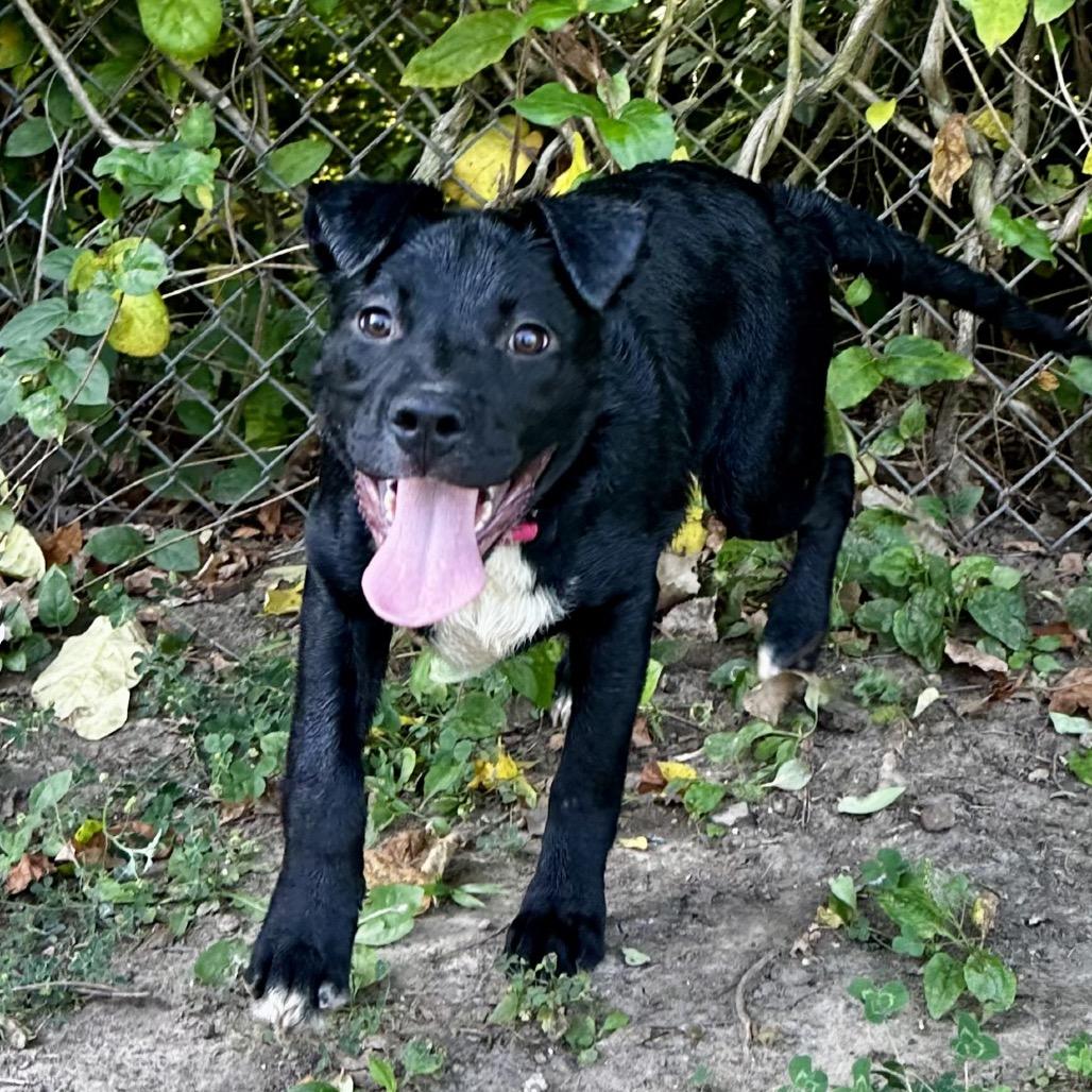 Enlarge Pepper, a Adoptable mixed breed in Warrensburg, MO image 4/4
