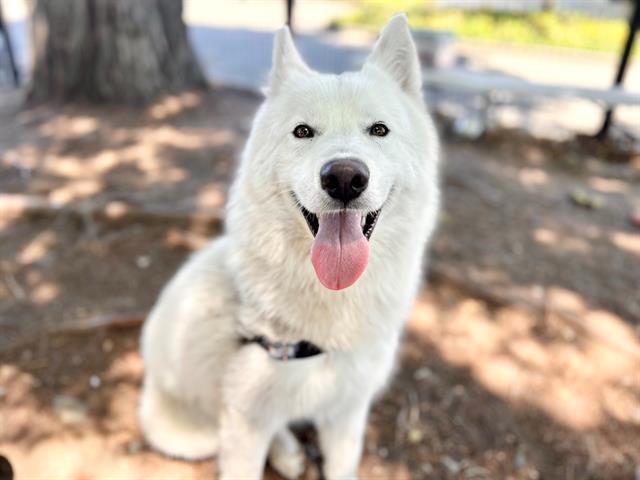 Freddie A434293, Adoptable, Adult Male Siberian Husky.