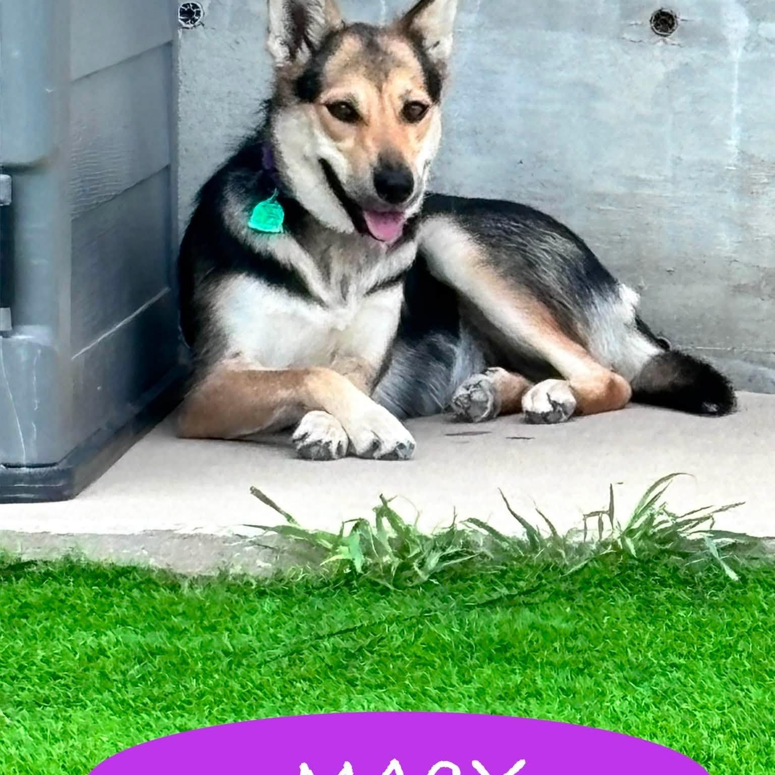 Macy, Adoptable, Adult Female Shepherd.