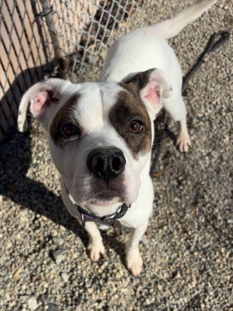 SANTA FE, Adoptable, Adult Female Pit Bull Terrier & Mixed Breed.