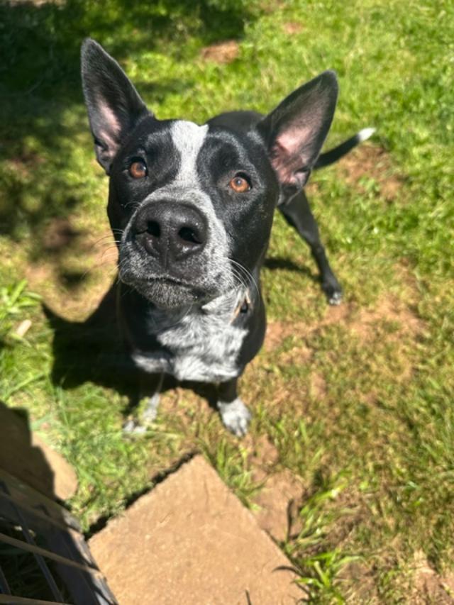 Enlarge Koda, a Adoptable Australian Cattle Dog / Blue Heeler in Yucaipa, CA image 1/1