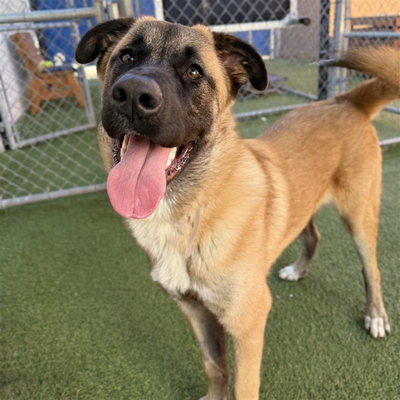 Enlarge Rolo, a Adoptable mixed breed in Hawthorne, CA image 1/6