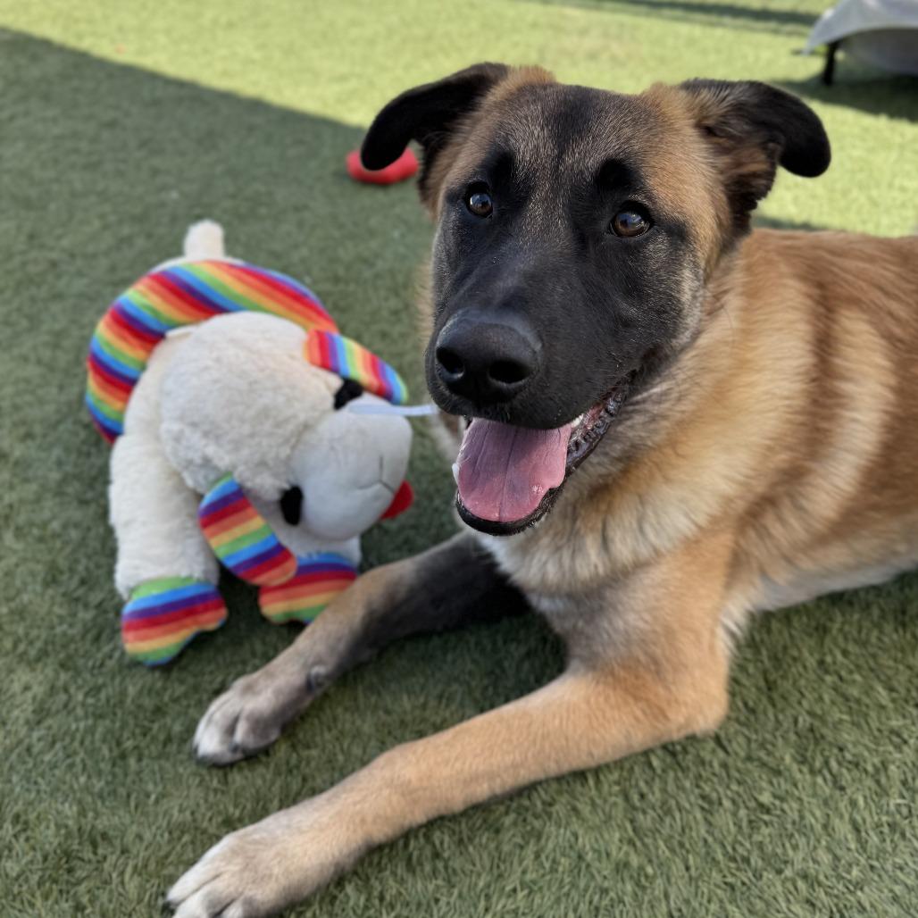Enlarge Rolo, a Adoptable mixed breed in Hawthorne, CA image 5/6