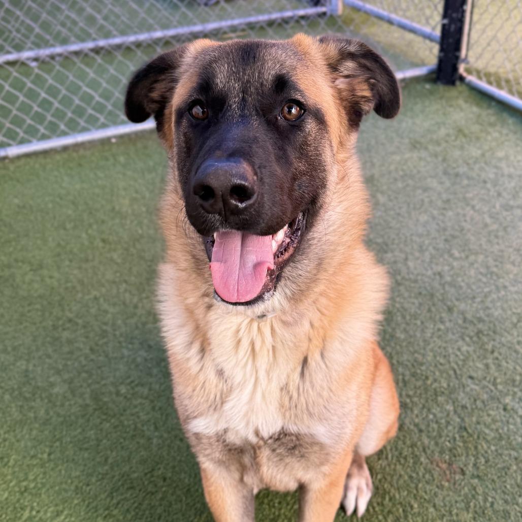 Enlarge Rolo, a Adoptable mixed breed in Hawthorne, CA image 6/6