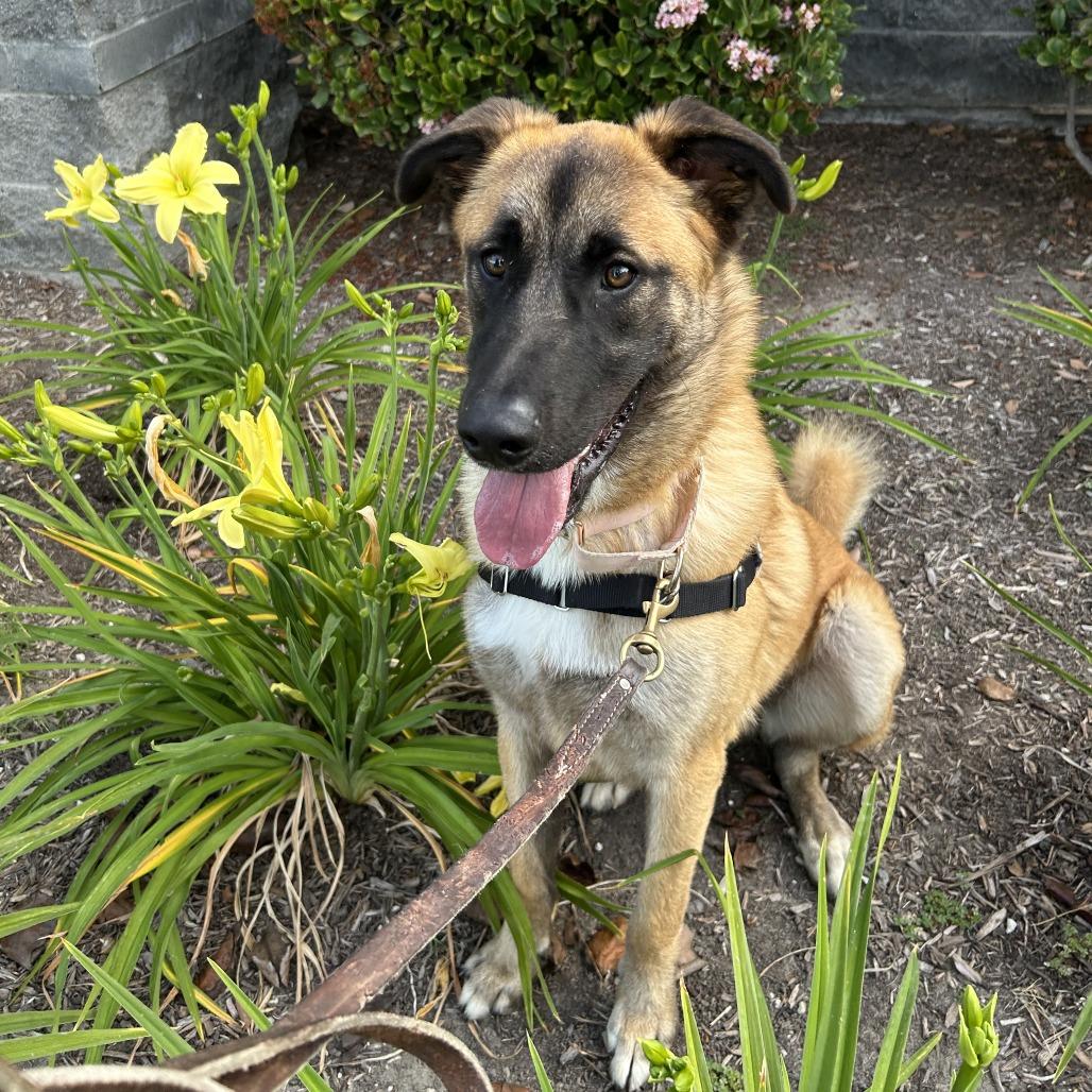 Enlarge Rolo, a Adoptable mixed breed in Hawthorne, CA image 6/6