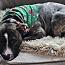 Enlarge Neptune, a Adoptable Pit Bull Terrier in Westminster, MD image 2/4