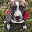 Neptune, Adoptable, Young Male Pit Bull Terrier.