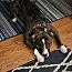 Enlarge Neptune, a Adoptable Pit Bull Terrier in Westminster, MD image 3/4