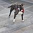 Enlarge Neptune, a Adoptable Pit Bull Terrier in Westminster, MD image 4/4