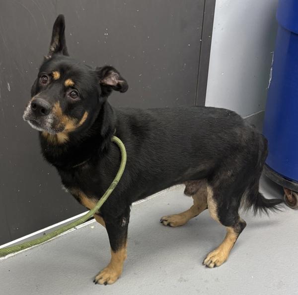 Enlarge Pen 102c Dusty, a Adoptable mixed breed in Lawrenceville, GA image 1/3