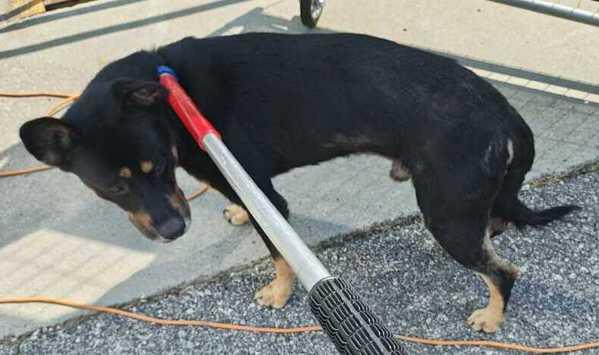 Enlarge Pen 102c Dusty, a Adoptable mixed breed in Lawrenceville, GA image 2/3