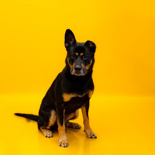 Enlarge Pen 102c Dusty, a Adoptable mixed breed in Lawrenceville, GA image 3/3