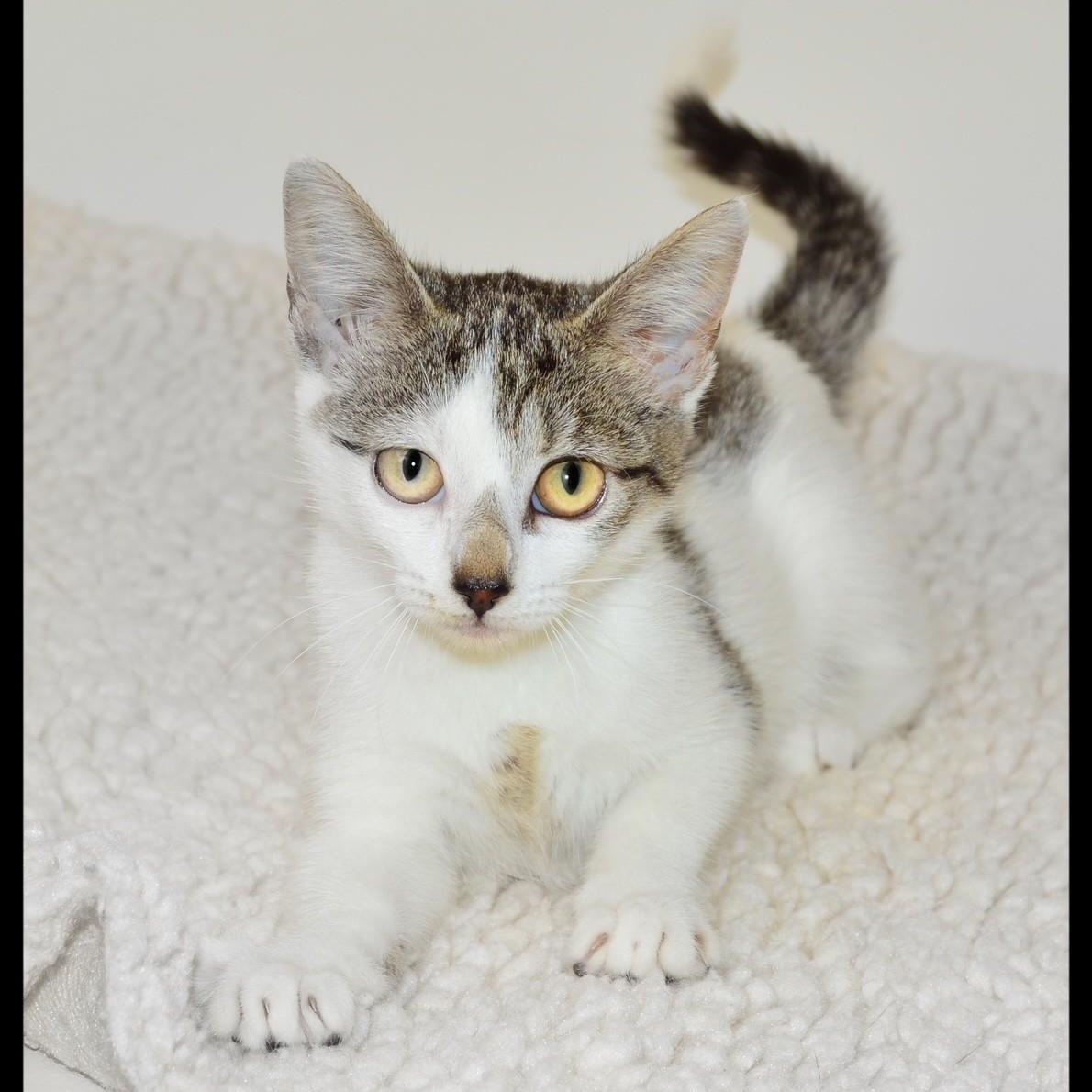 Emily, ADOPTABLE, Kitten Female American Shorthair.
