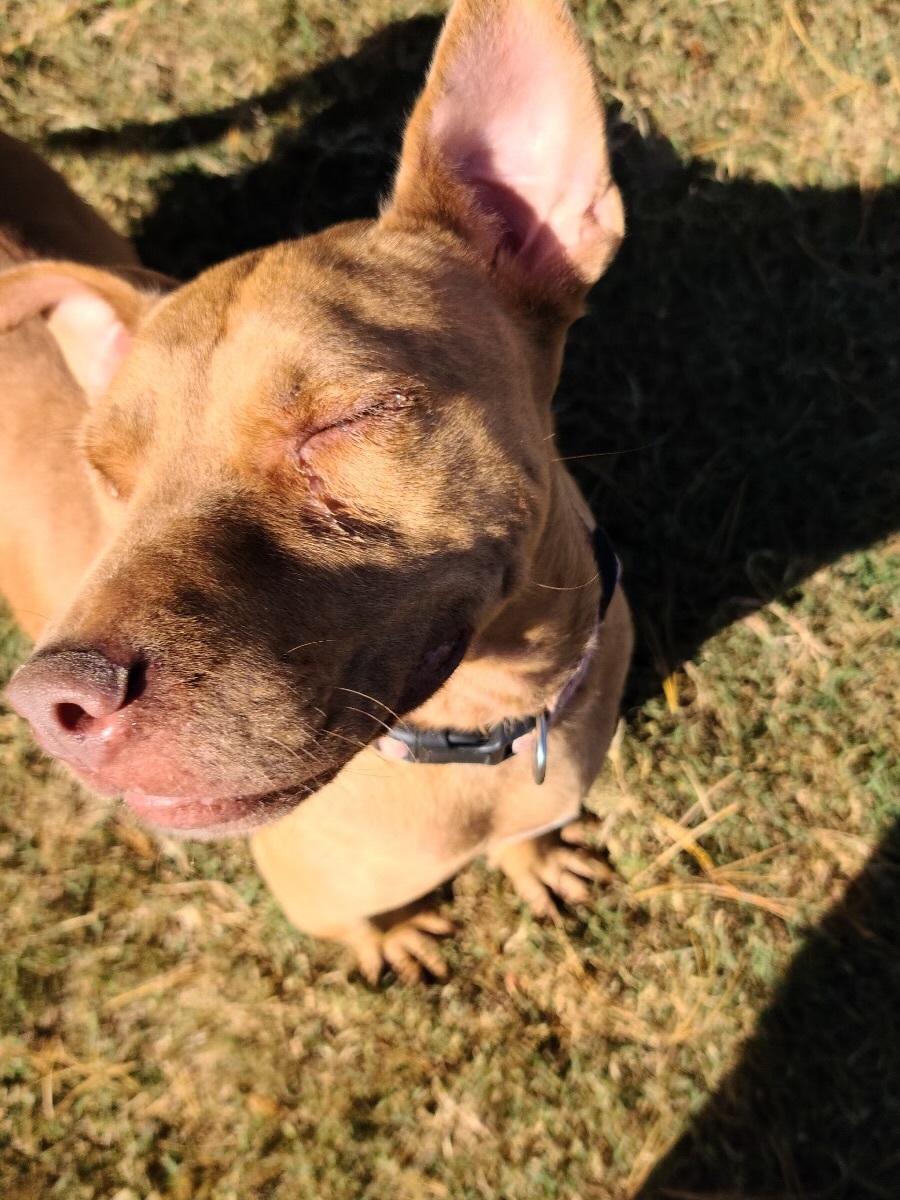 Girlie, a Adoptable mixed breed in Rogersville, TN image 1/12