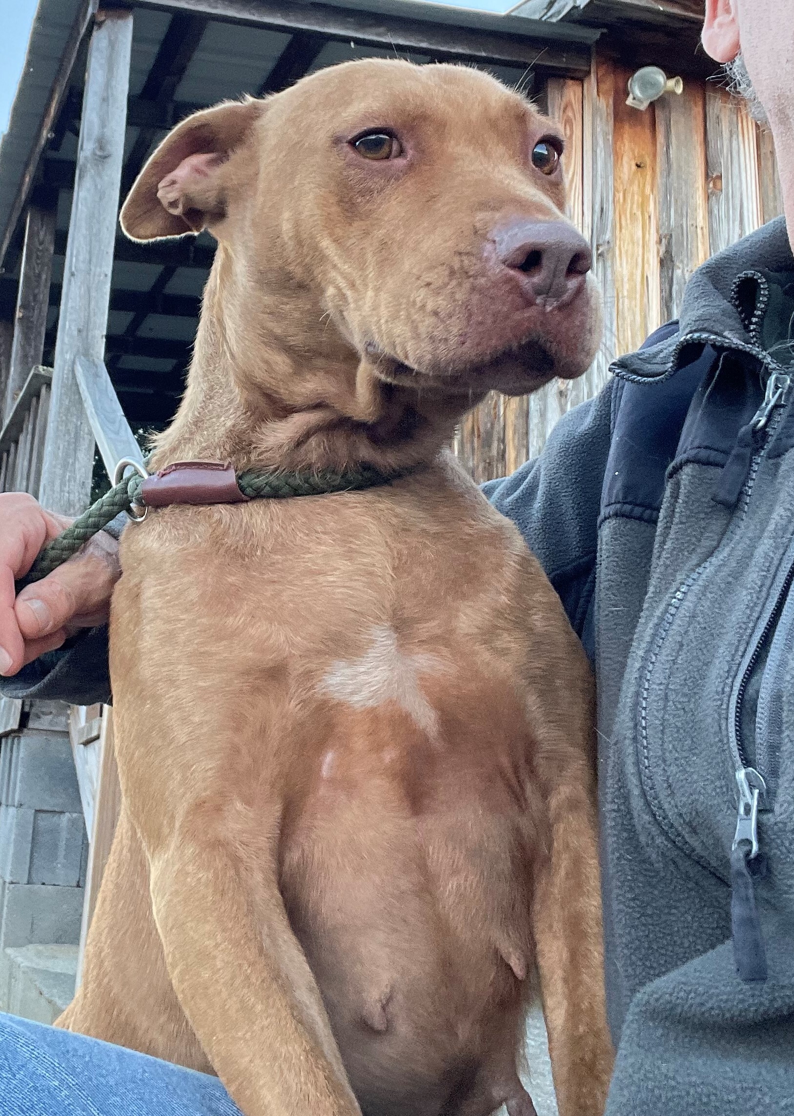 Girlie, a Adoptable mixed breed in Rogersville, TN image 2/12