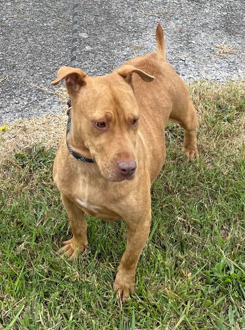 Girlie, a Adoptable mixed breed in Rogersville, TN image 3/12