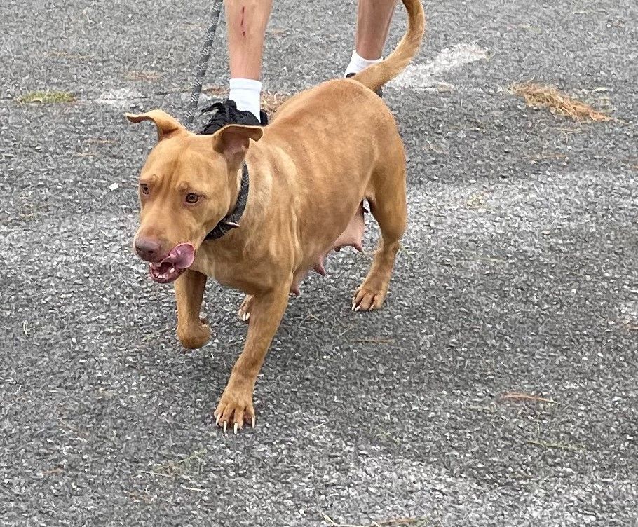 Girlie, a Adoptable mixed breed in Rogersville, TN image 5/12