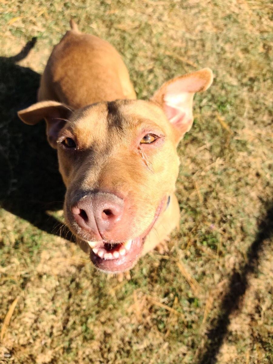 Girlie, a Adoptable mixed breed in Rogersville, TN image 6/12