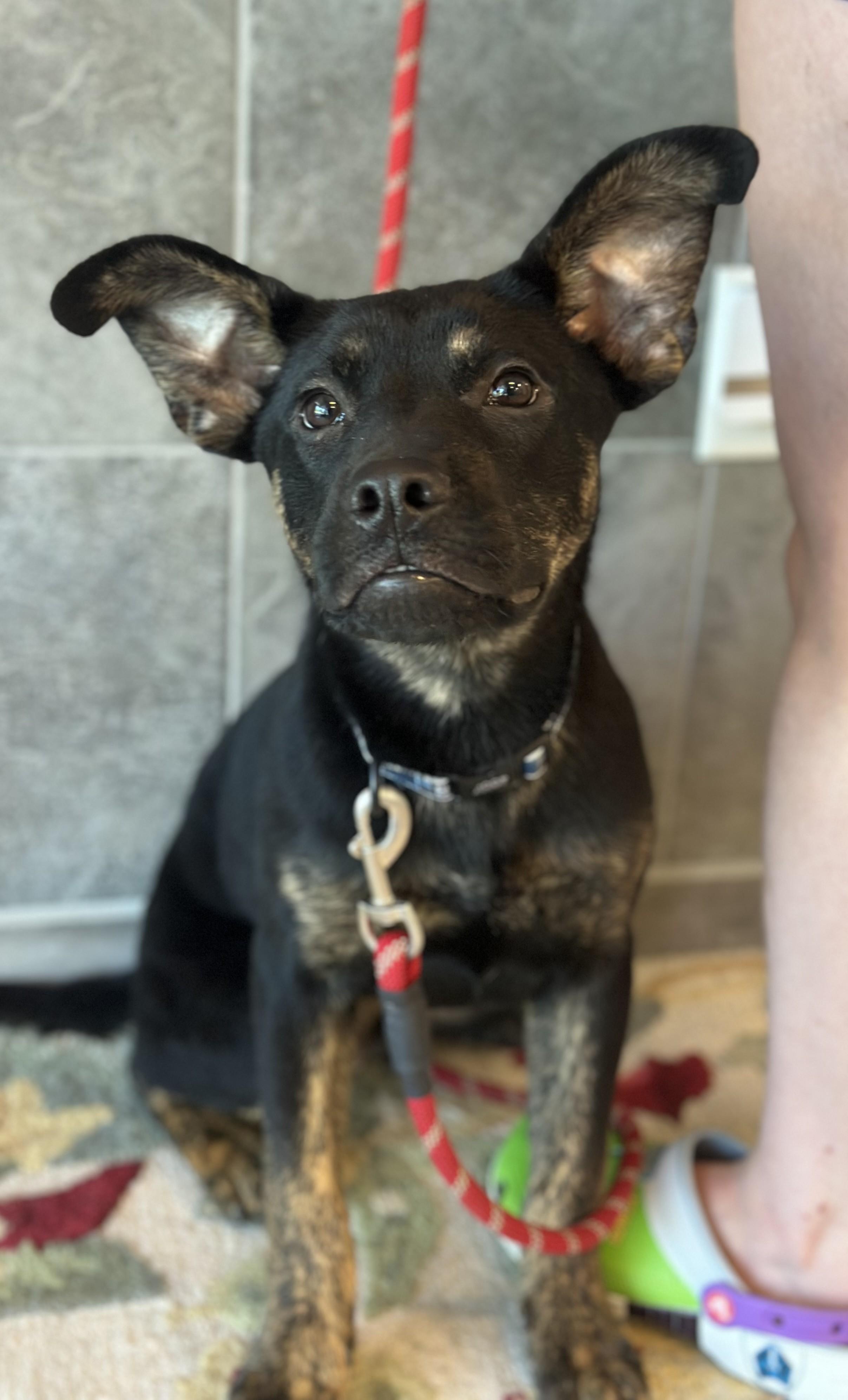 Apollo, ADOPTABLE, Puppy Male Shepherd.