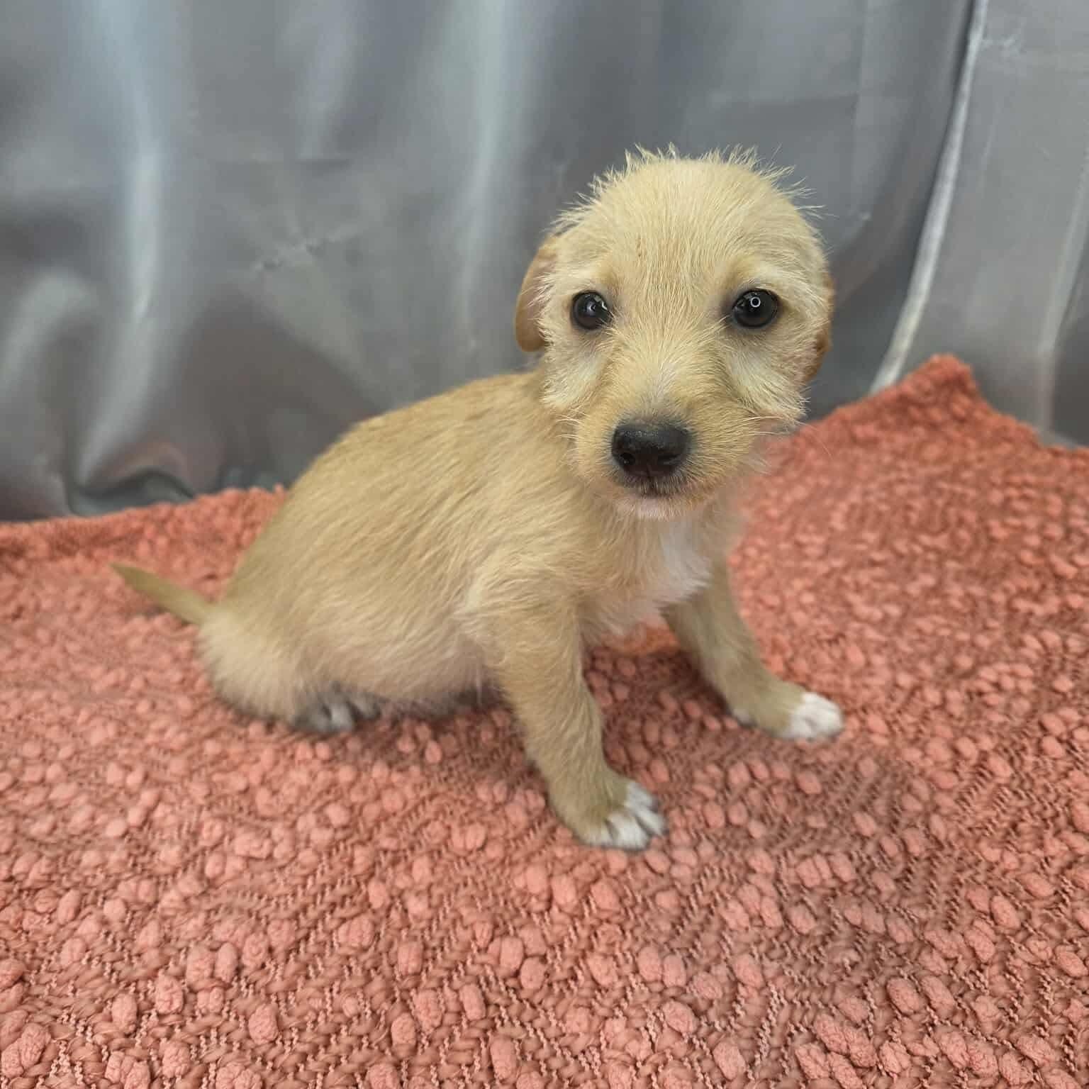 Enlarge Otto, a Adoptable mixed breed in Albion, MI image 5/6