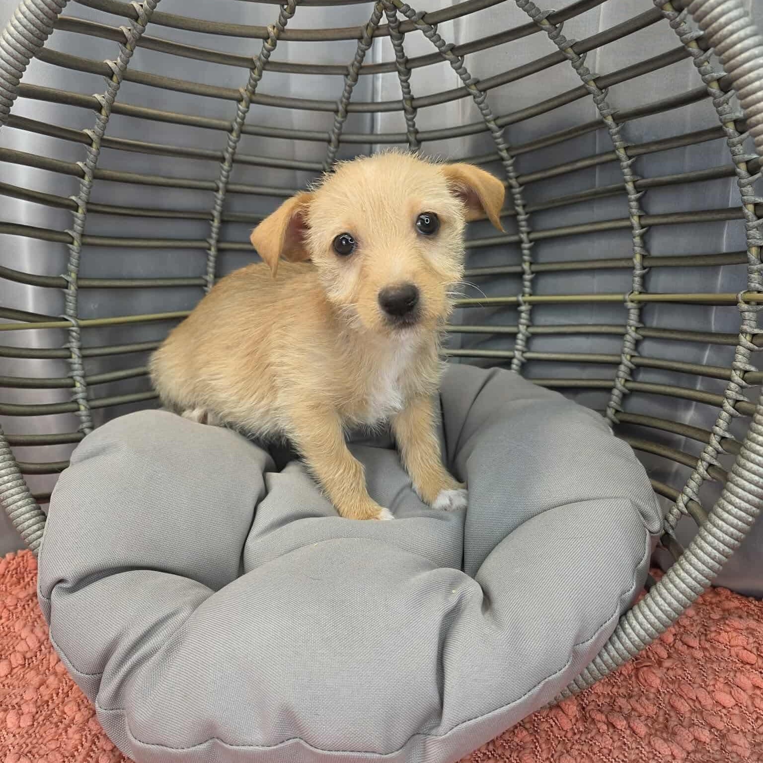 Enlarge Otto, a Adoptable mixed breed in Albion, MI image 6/6