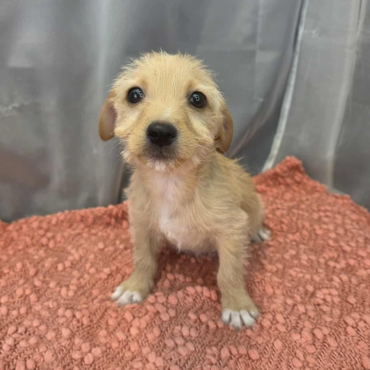 Enlarge Otto, a Adoptable mixed breed in Albion, MI image 3/6