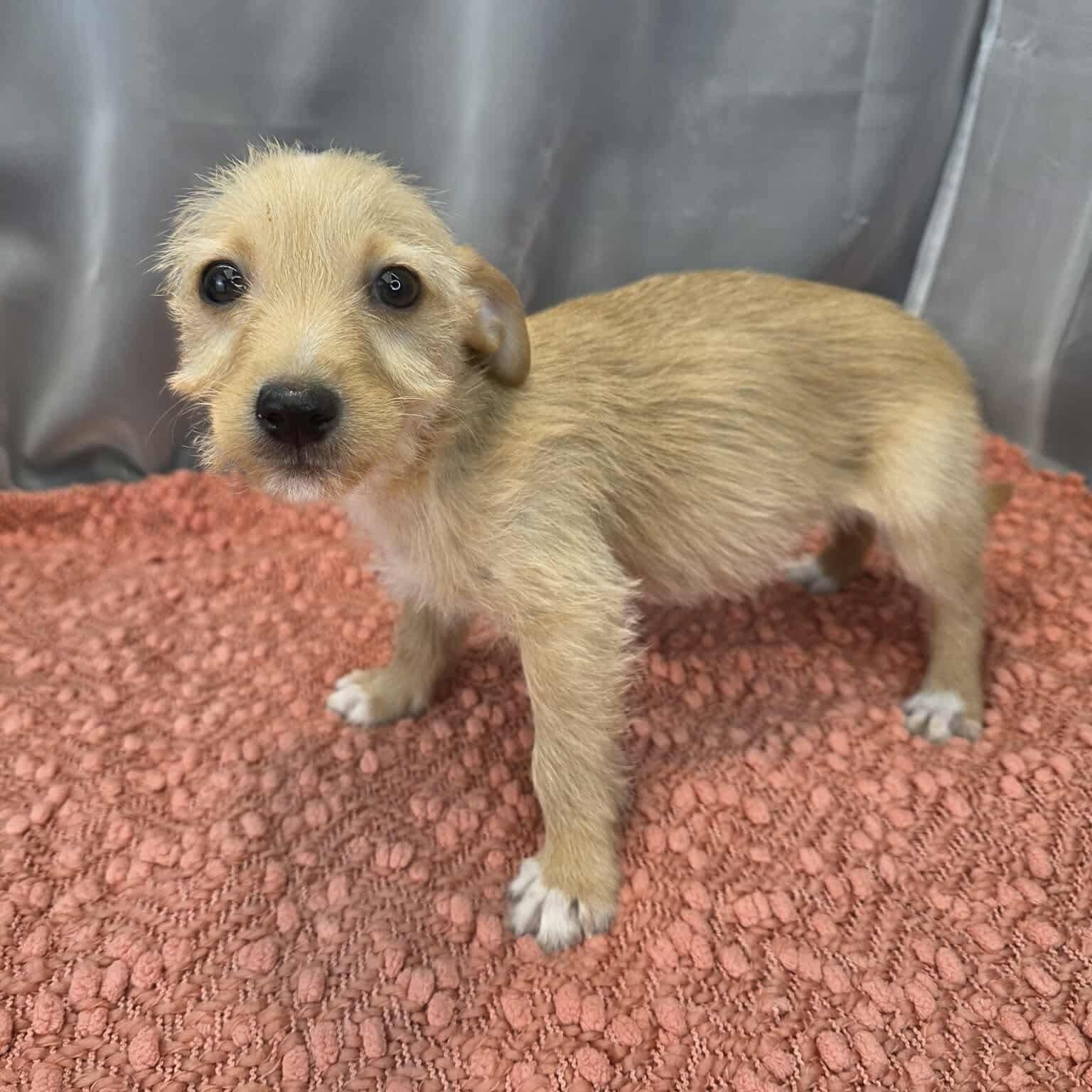 Enlarge Otto, a Adoptable mixed breed in Albion, MI image 4/6