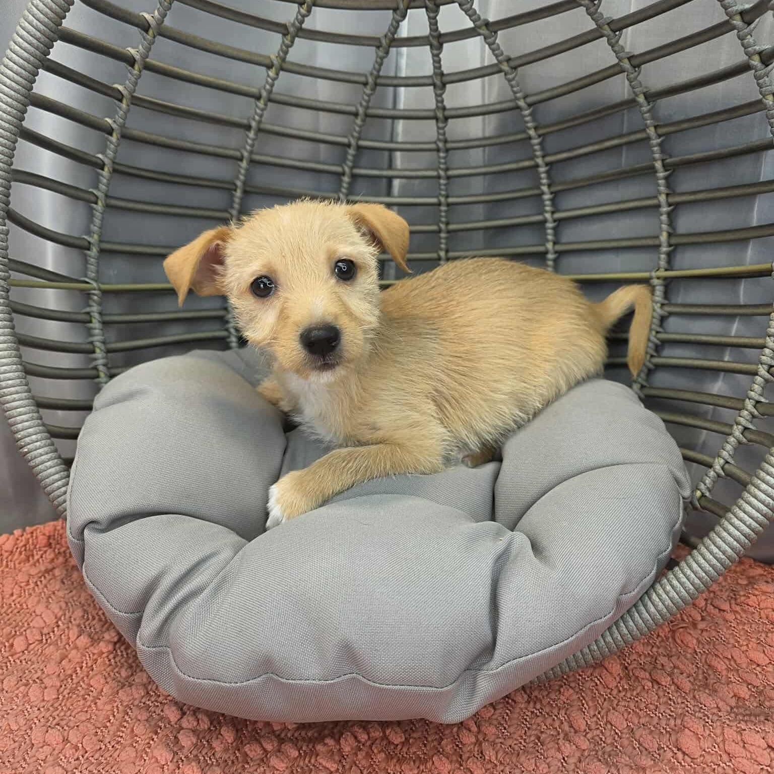 Enlarge Otto, a Adoptable mixed breed in Albion, MI image 2/6