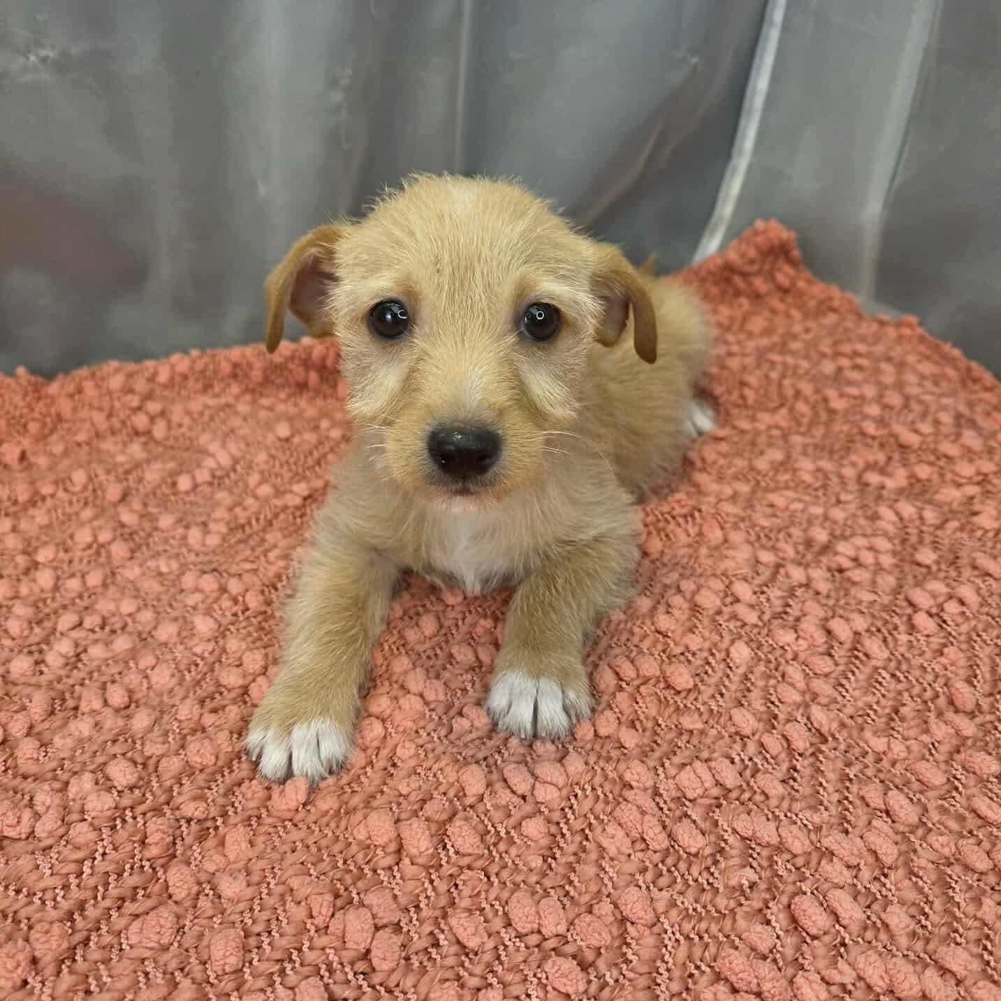 Otto, Adoptable, Puppy Male Yorkshire Terrier & Chihuahua.