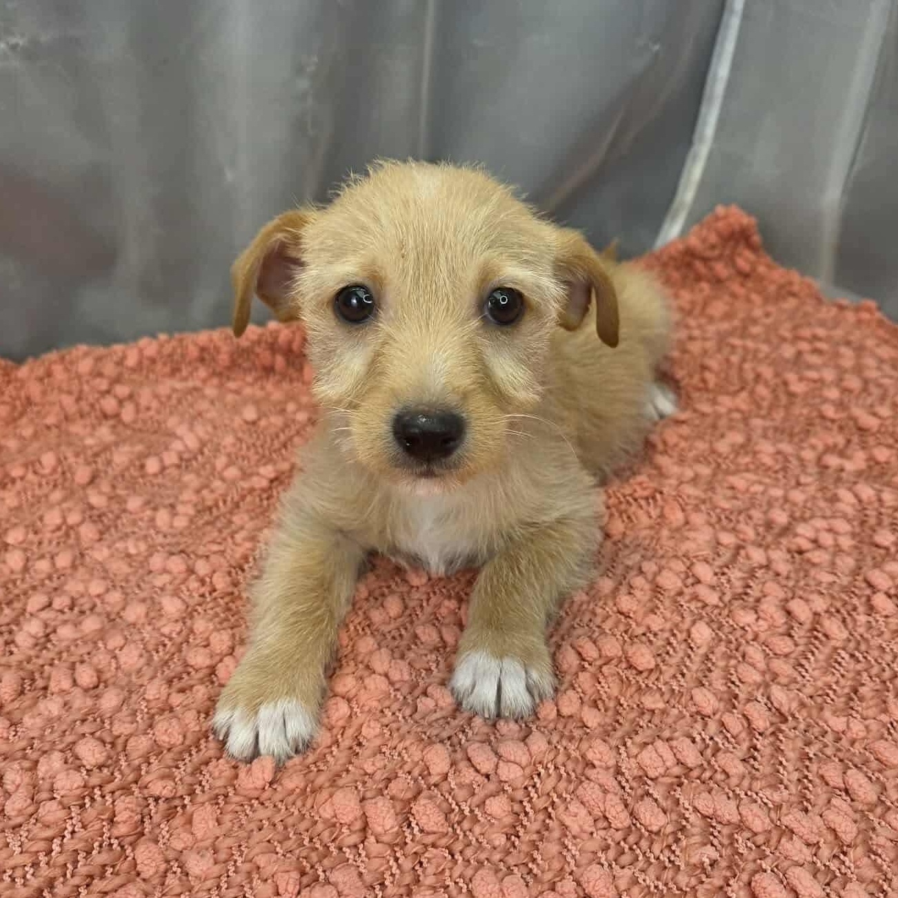 Enlarge Otto, a Adoptable mixed breed in Albion, MI image 1/6