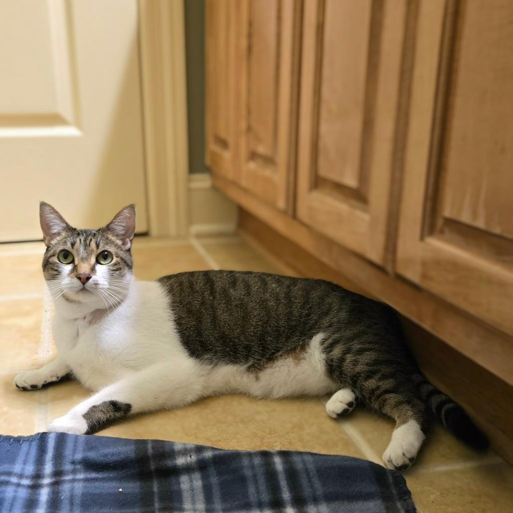 Mello Yello, Adoptable, Adult Female Domestic Short Hair.