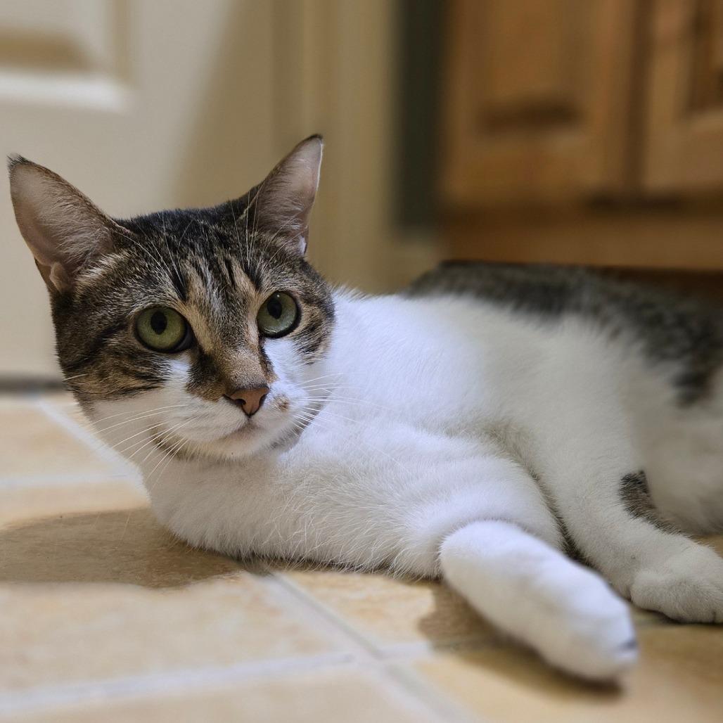 Enlarge Mello Yello, a Adoptable Domestic Short Hair in Brownsboro, AL image 2/4