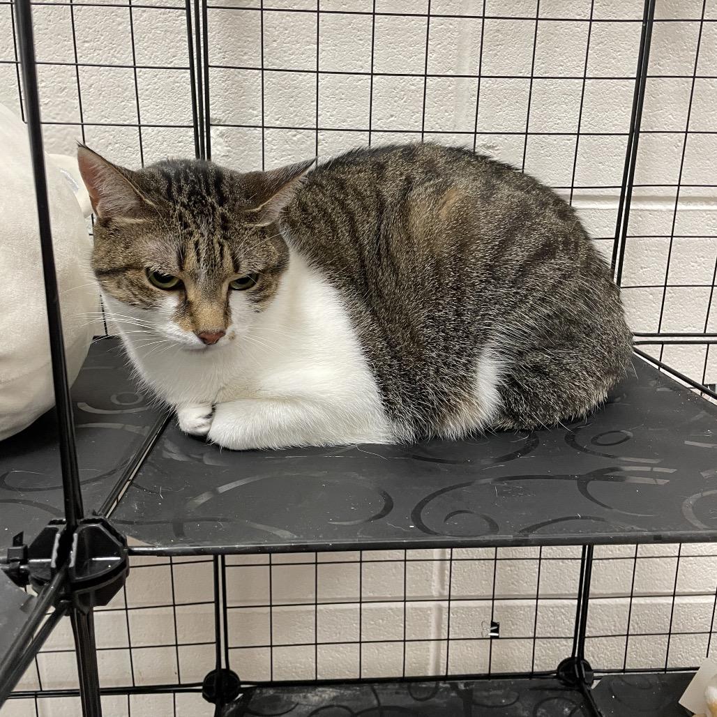 Enlarge Mello Yello, a Adoptable Domestic Short Hair in Brownsboro, AL image 3/4