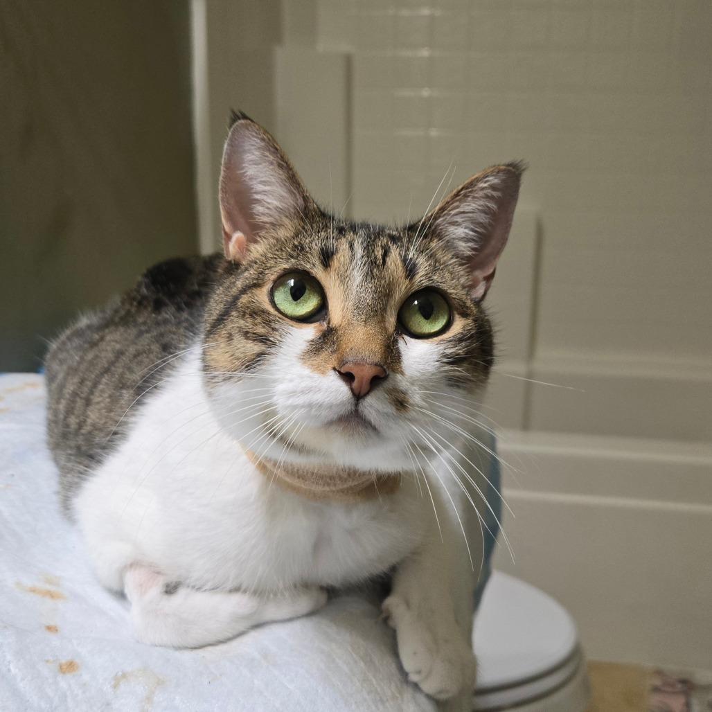 Enlarge Mello Yello, a Adoptable Domestic Short Hair in Brownsboro, AL image 4/4