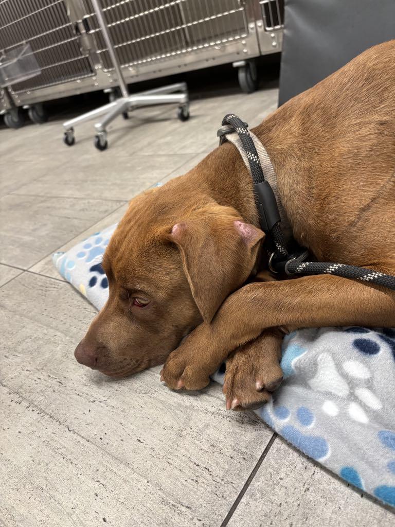 Cooper, an adoptable Weimaraner in O Fallon, IL, 62269 | Photo Image 1