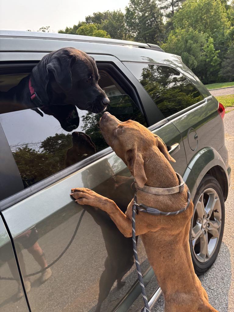 Cooper, an adoptable Weimaraner in O Fallon, IL, 62269 | Photo Image 3
