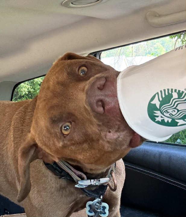 Cooper, an adoptable Weimaraner in O Fallon, IL, 62269 | Photo Image 4