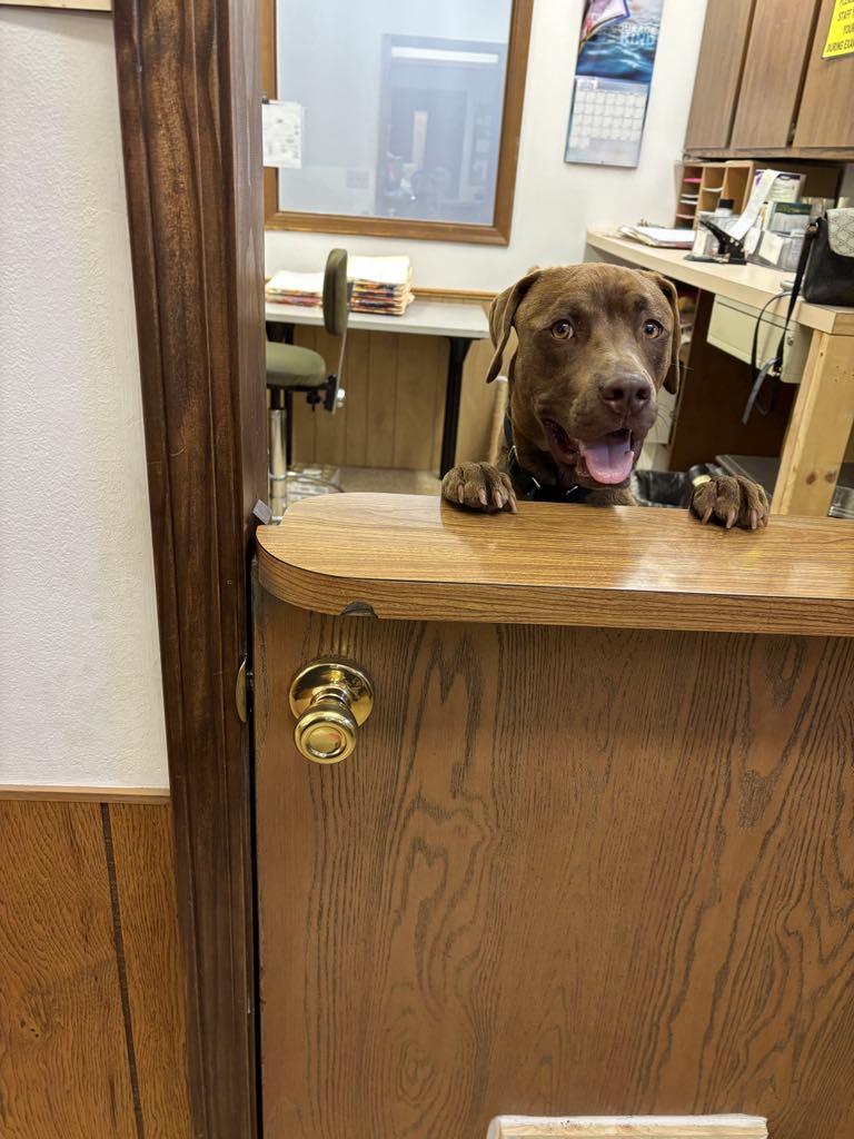 Cooper, an adoptable Weimaraner in O Fallon, IL, 62269 | Photo Image 2