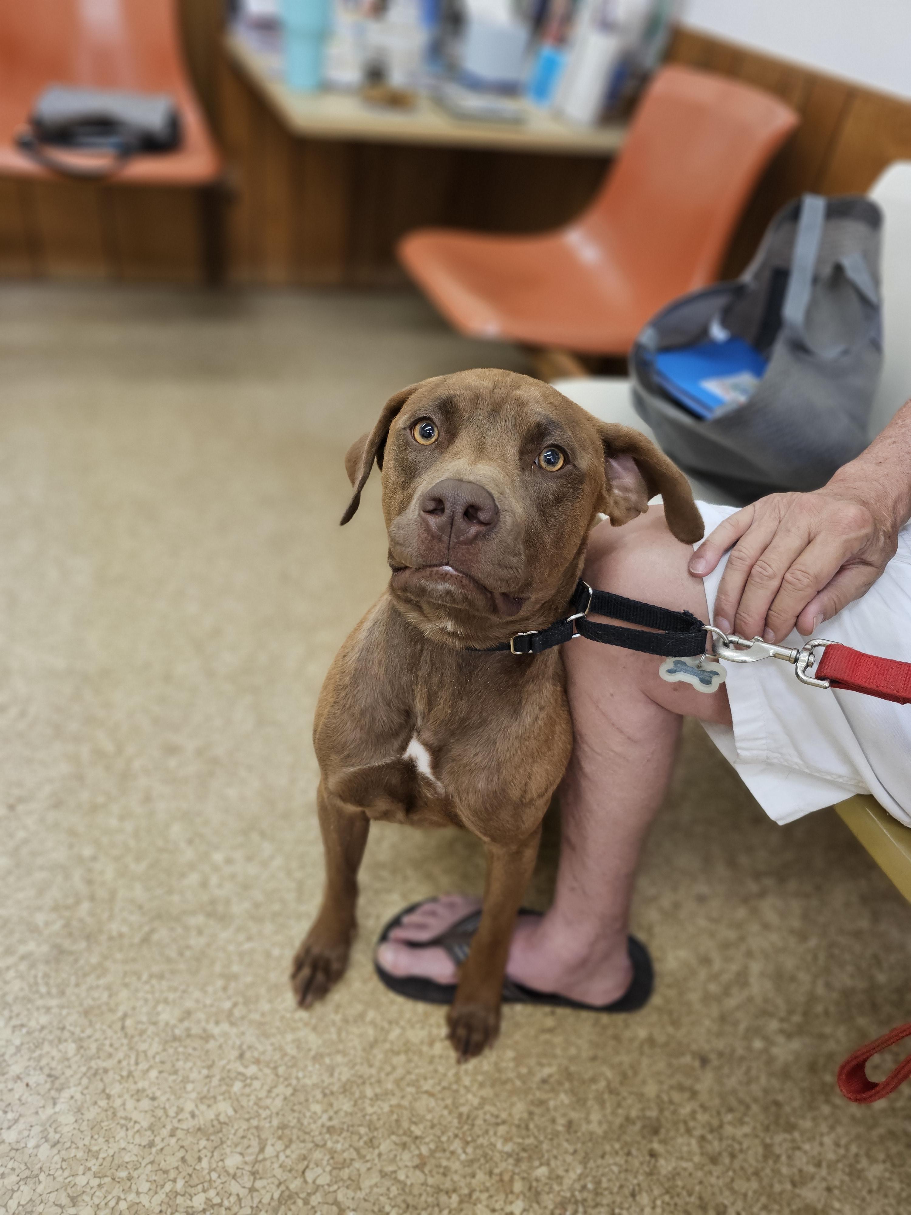 Cooper, an adoptable Weimaraner in O Fallon, IL, 62269 | Photo Image 6