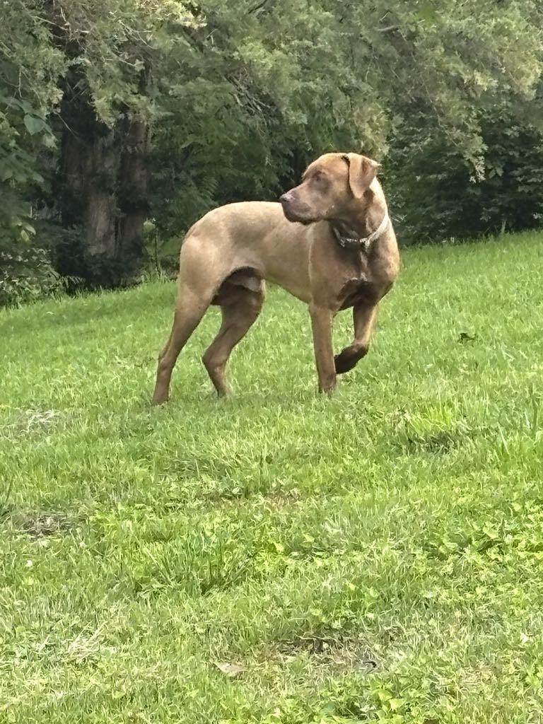 Cooper, an adoptable Weimaraner in O Fallon, IL, 62269 | Photo Image 5