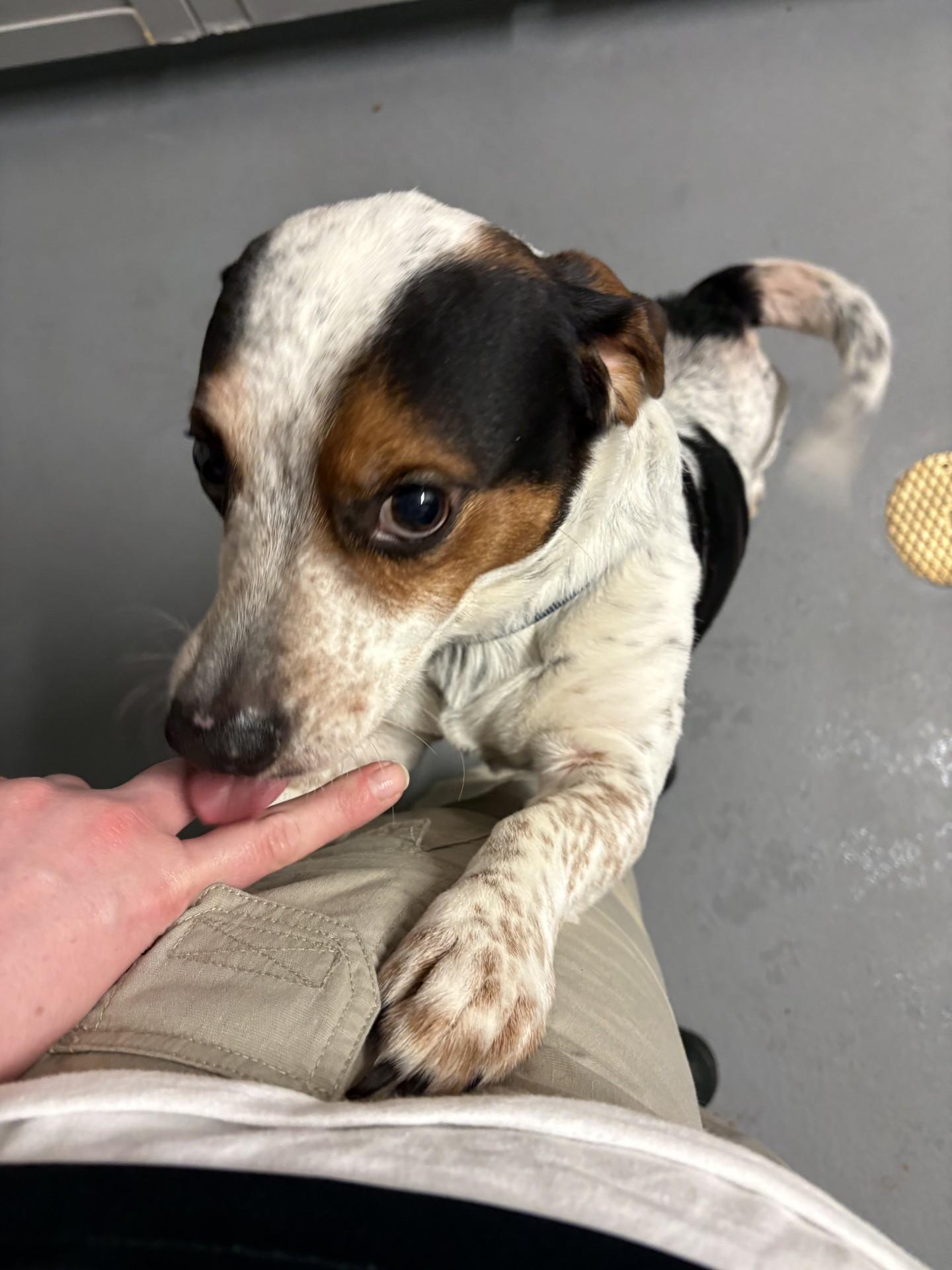 Enlarge Milo, a ADOPTABLE mixed breed in Ashland, VA image 1/5