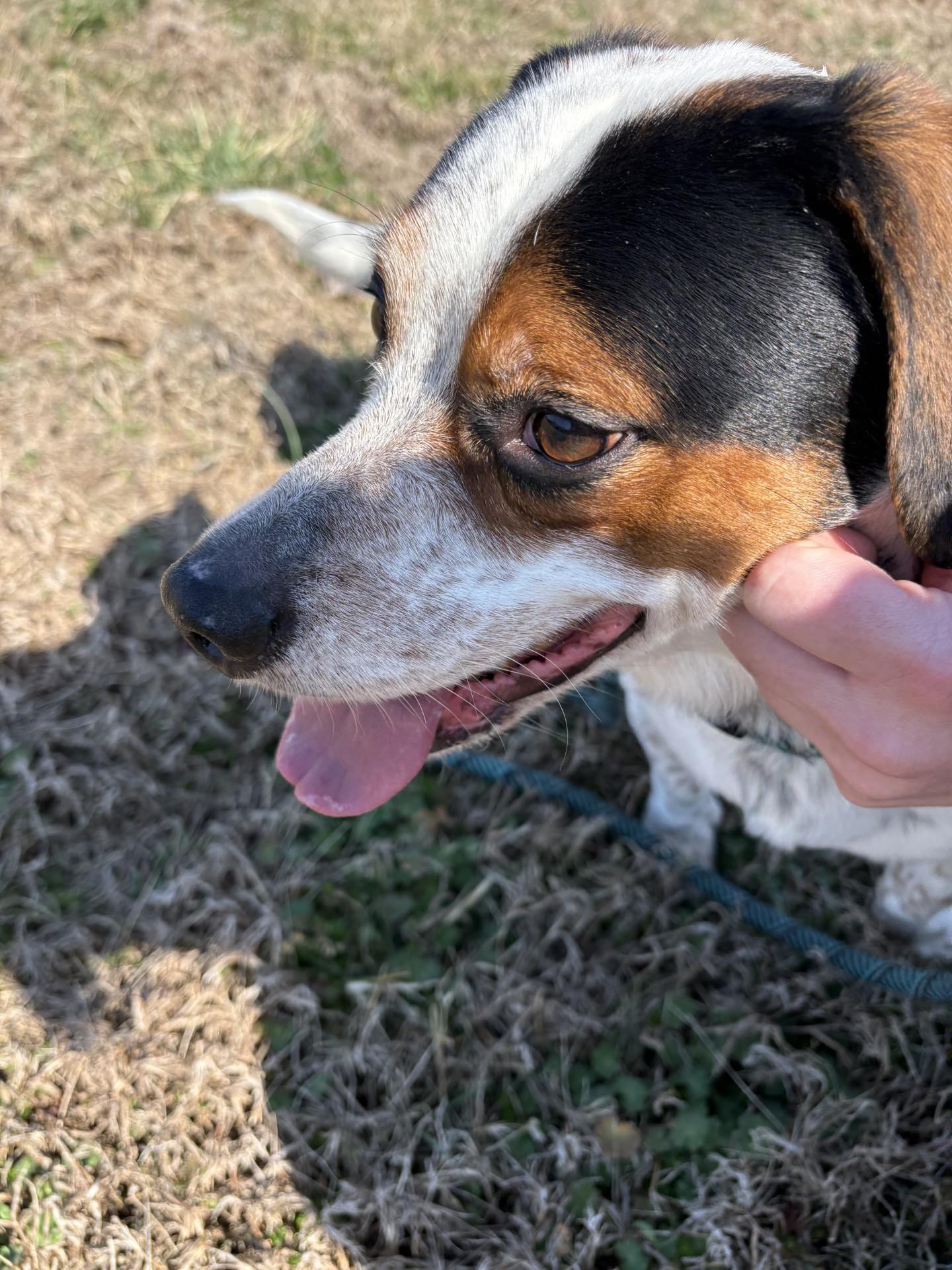 Enlarge Milo, a ADOPTABLE mixed breed in Ashland, VA image 4/5