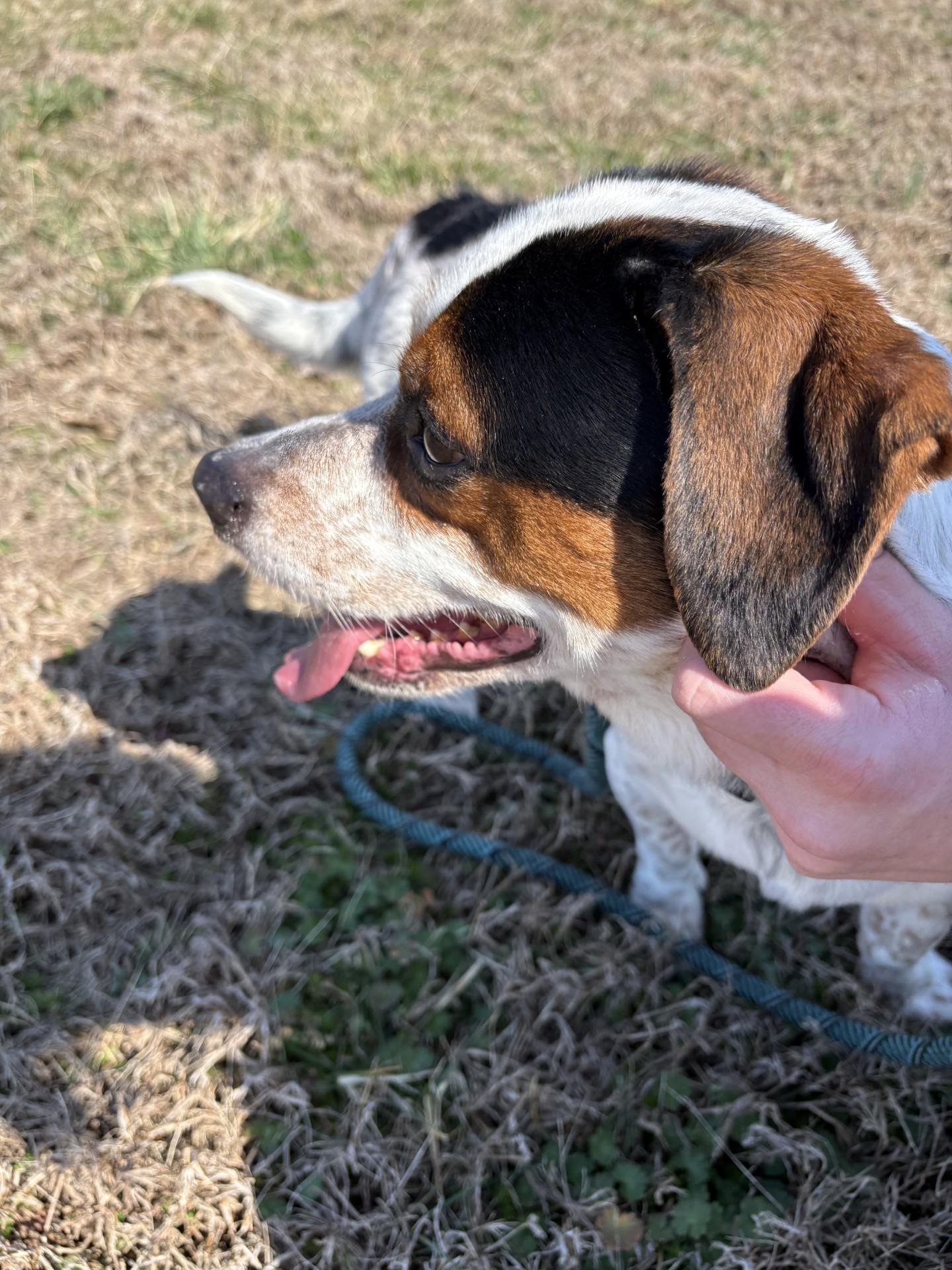Enlarge Milo, a ADOPTABLE mixed breed in Ashland, VA image 5/5